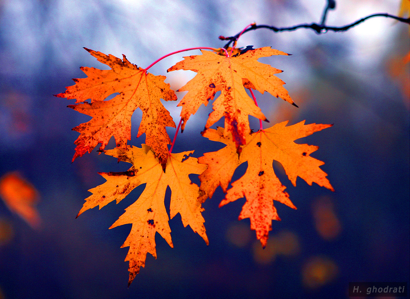 fall-leaves-in-violet زرد برگانی در بنفش
