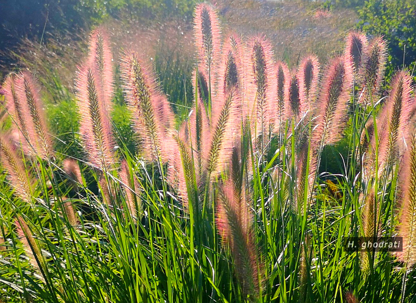 گل شاخی پائیزی