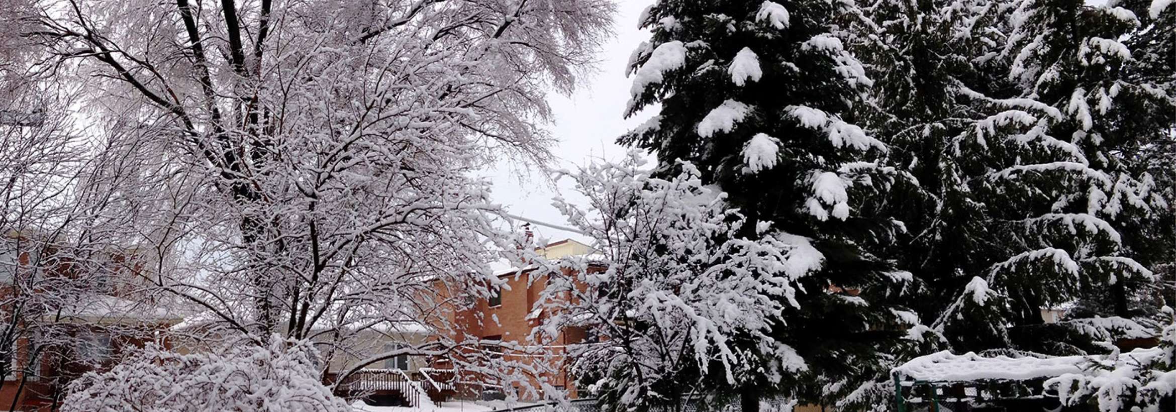 برف با درخت همیشه سبز و درخت برگ‌ریزان