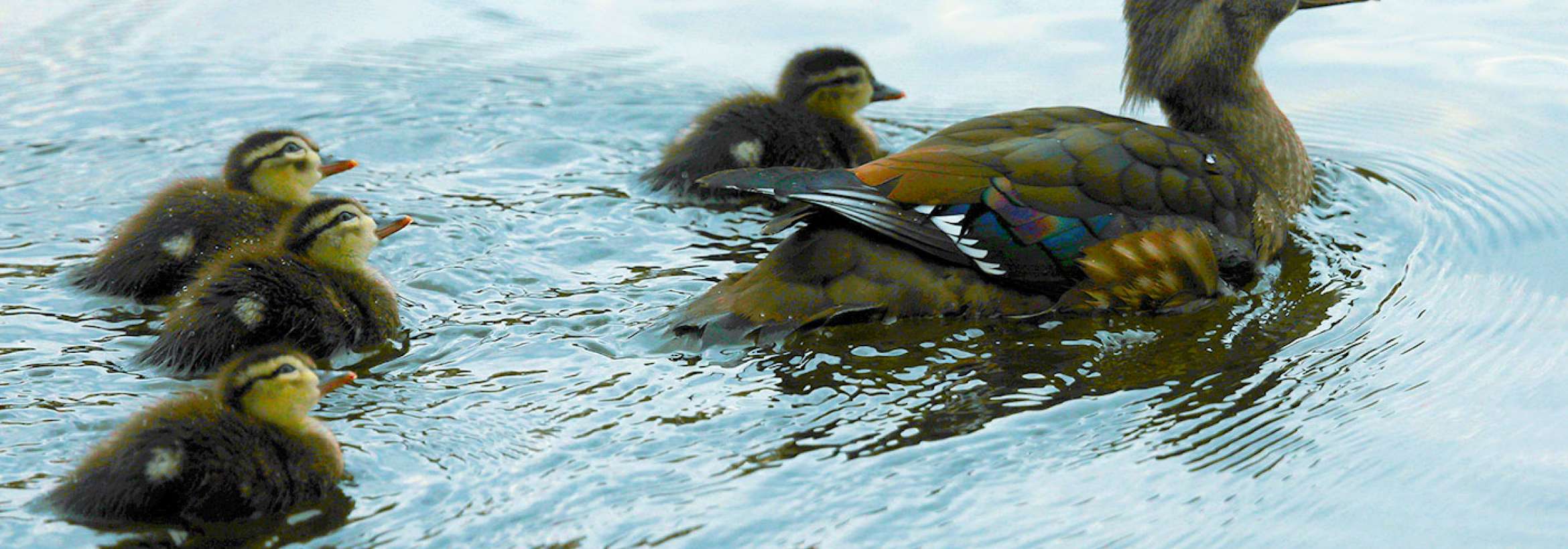 اردک و خانواده