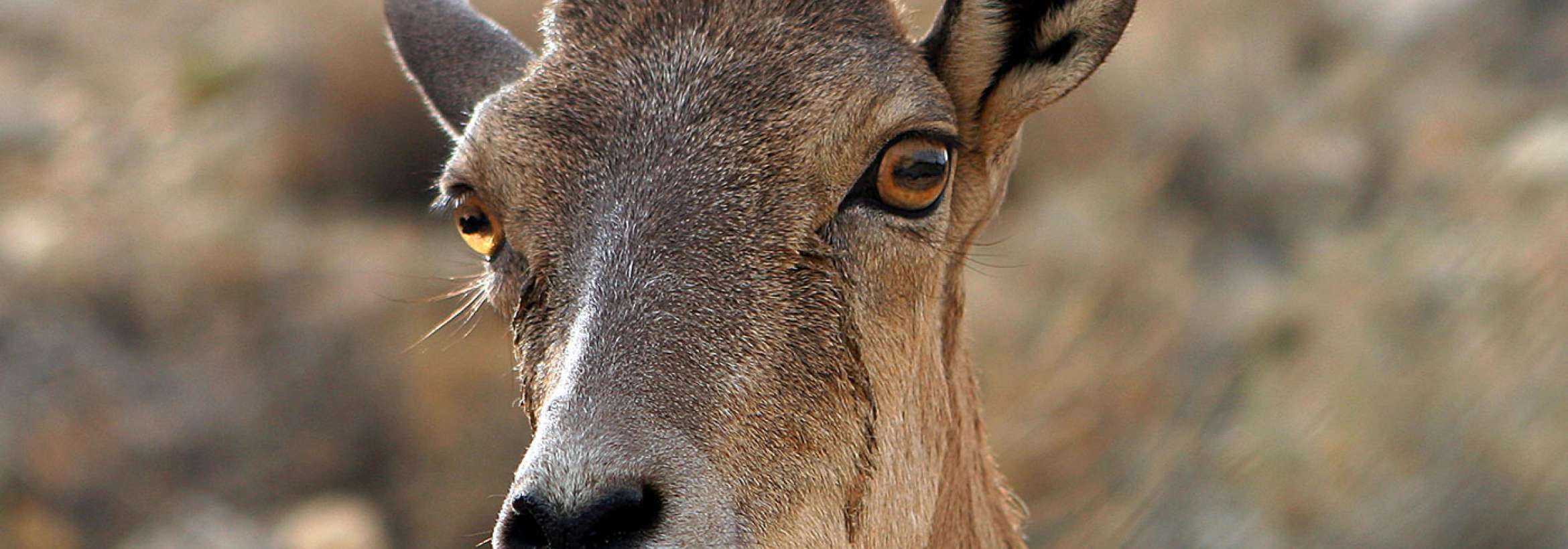 جناب سرکار بز