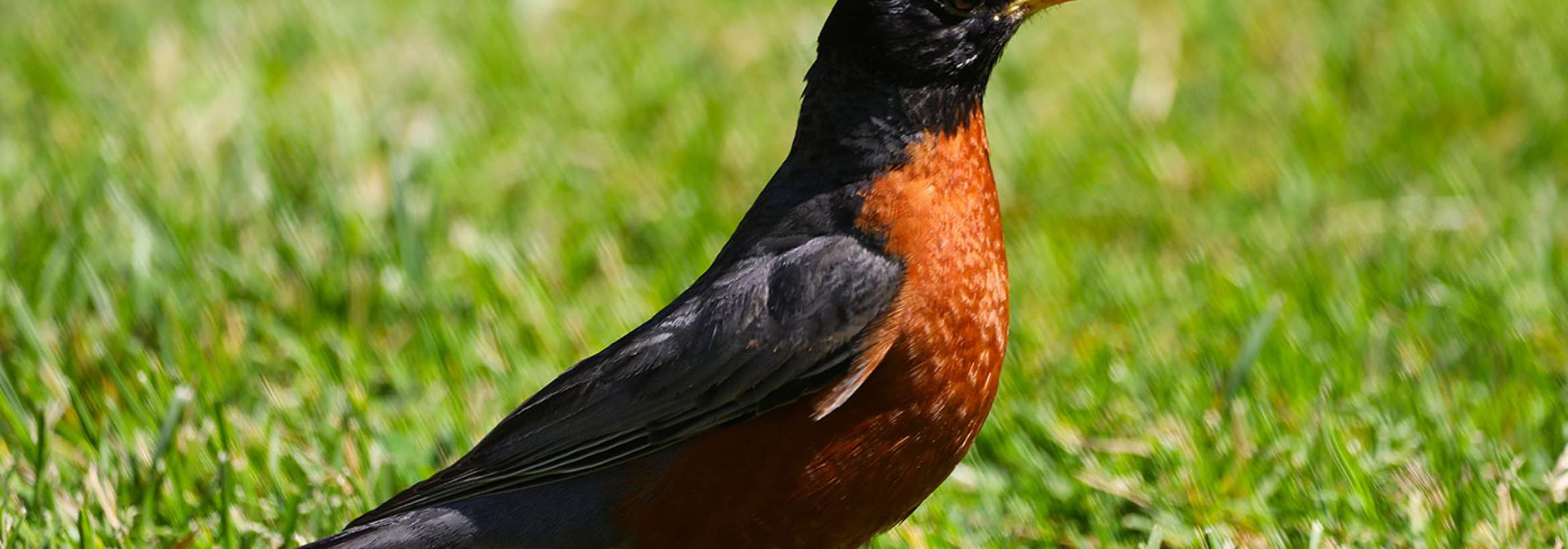 بازگشت سینه‌سرخ دونده