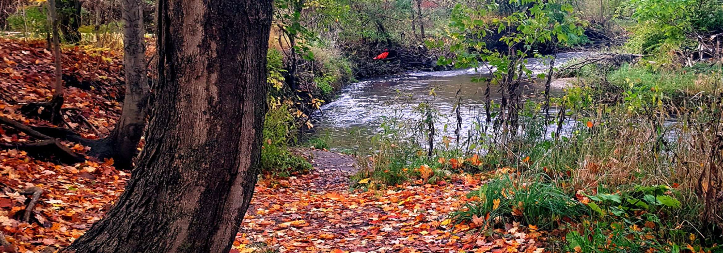 کج درخت، پائیز و نهر