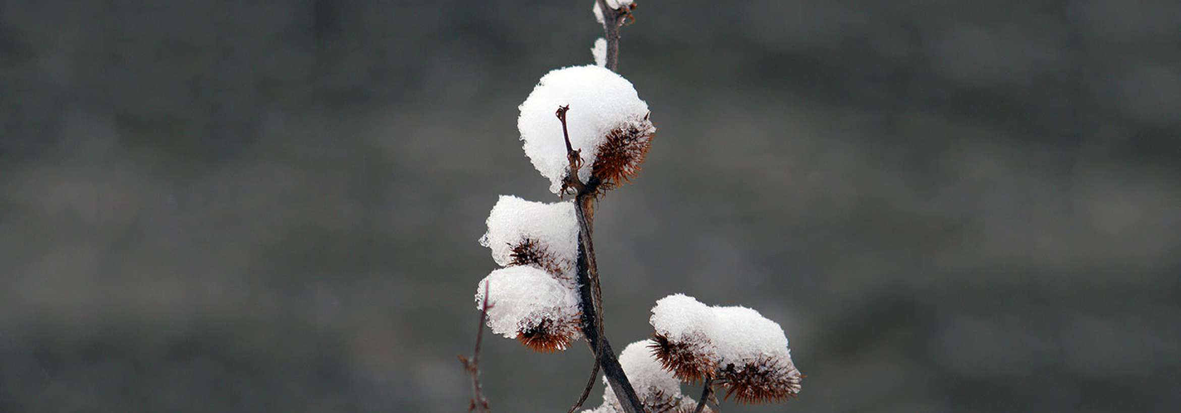 برخیز از زمستان