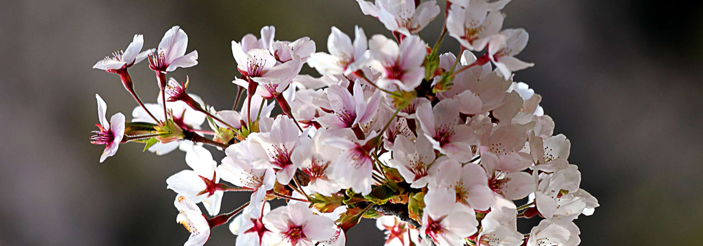 شکوفه‌های آرام گیلاس
