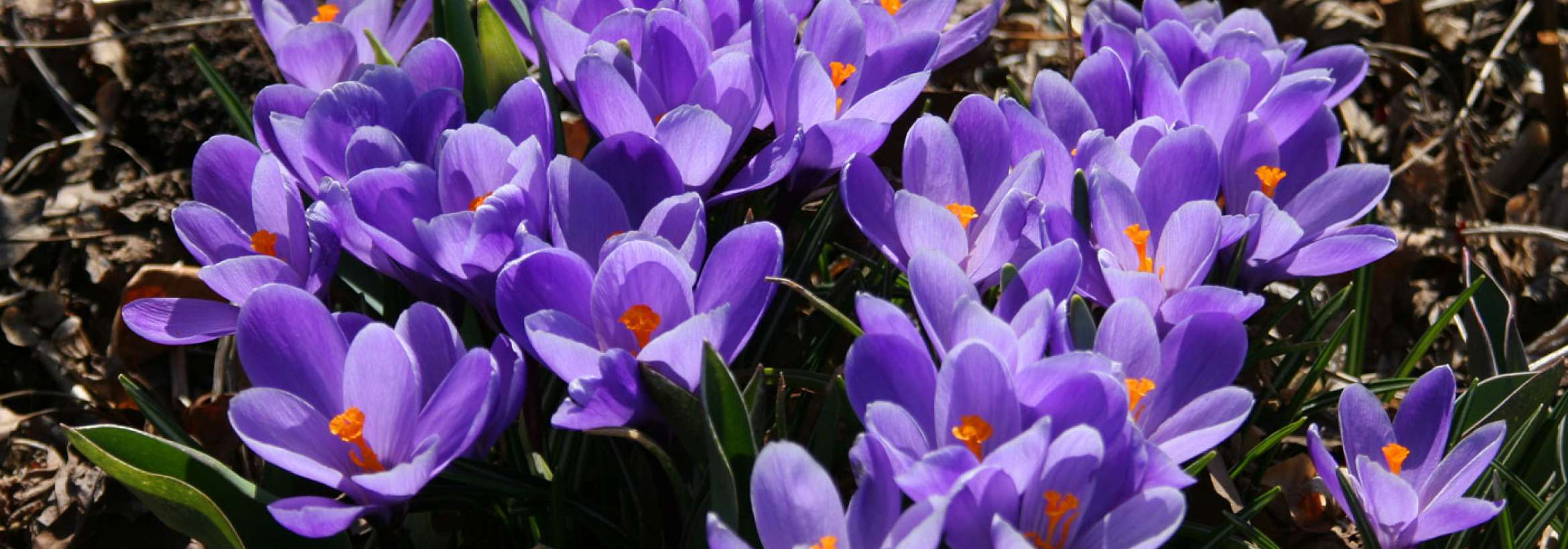 آمدن گل بهاری