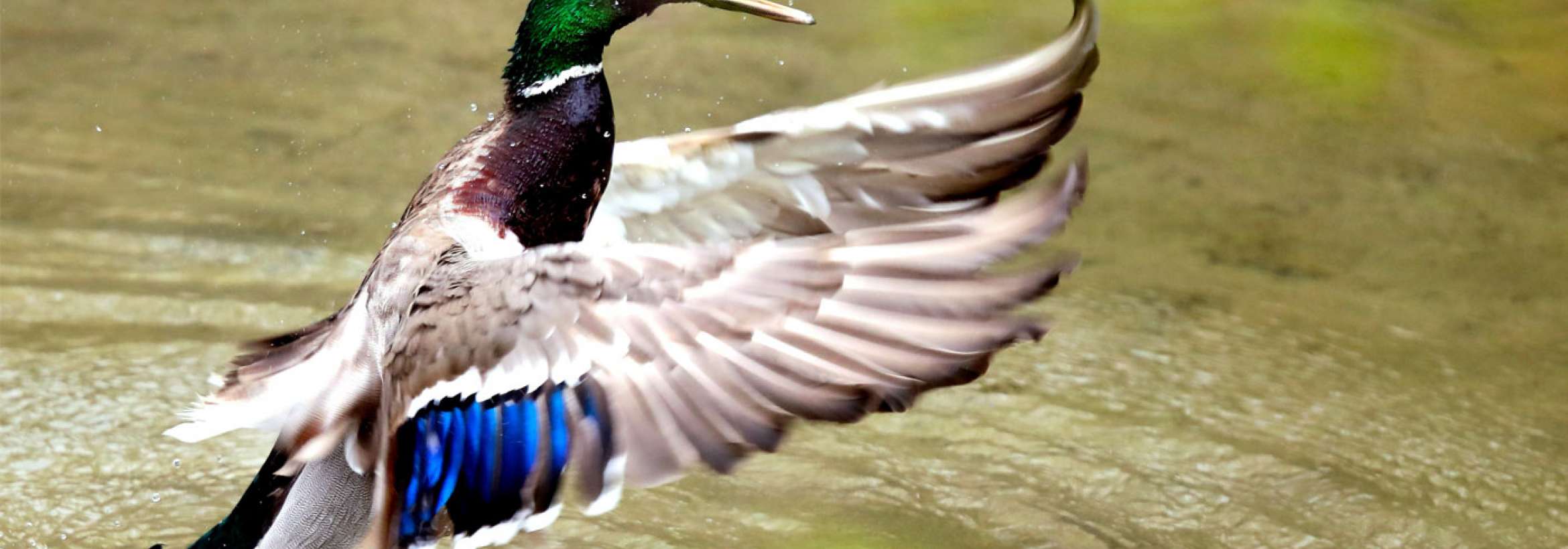 نعره و بال‌زنان