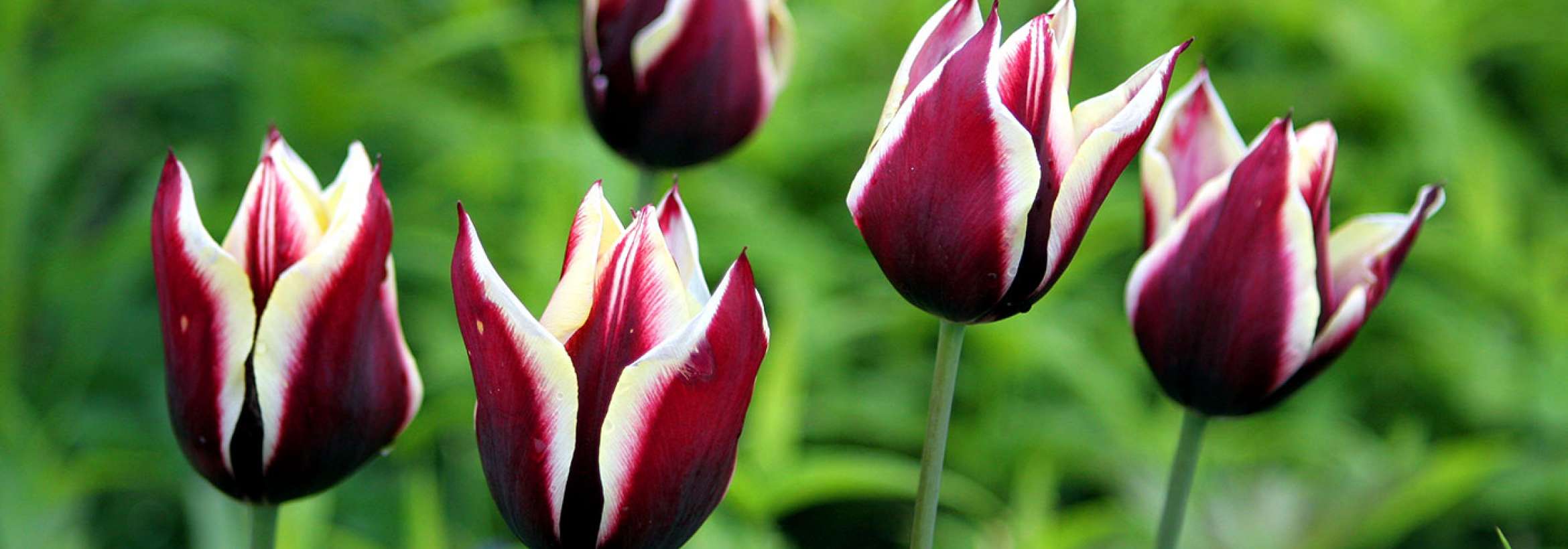 لاله‌های سپید و قرمز تیره