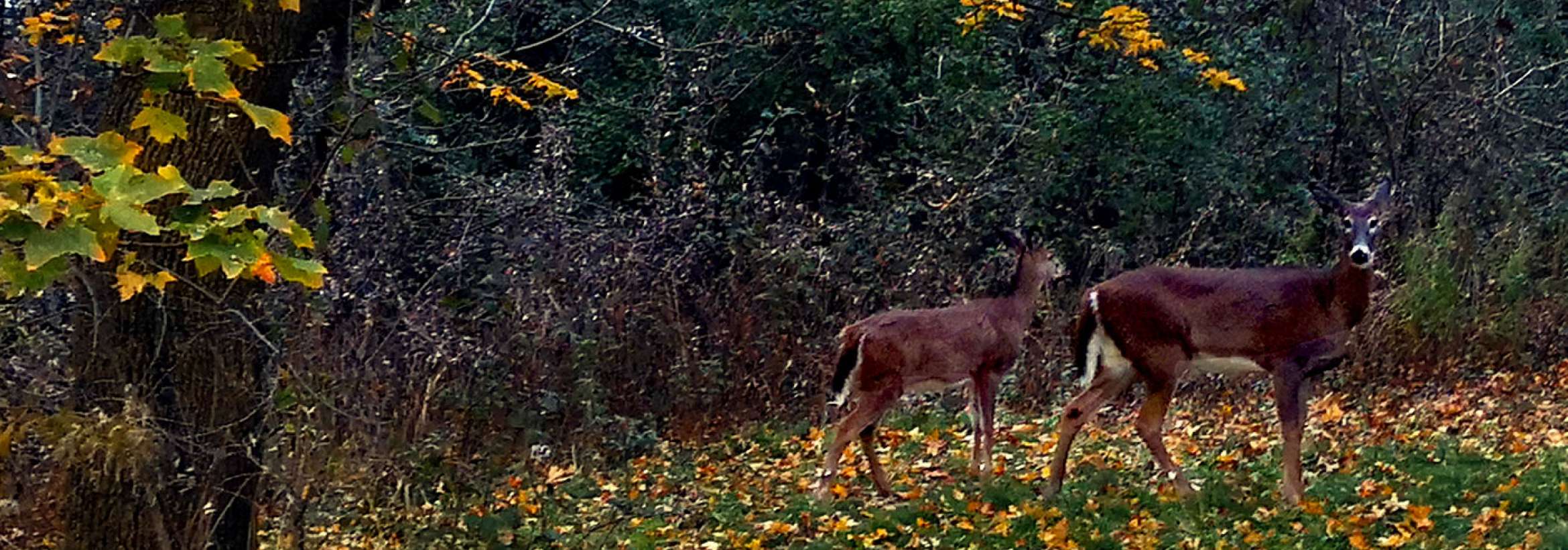 آهوان پیش از برف