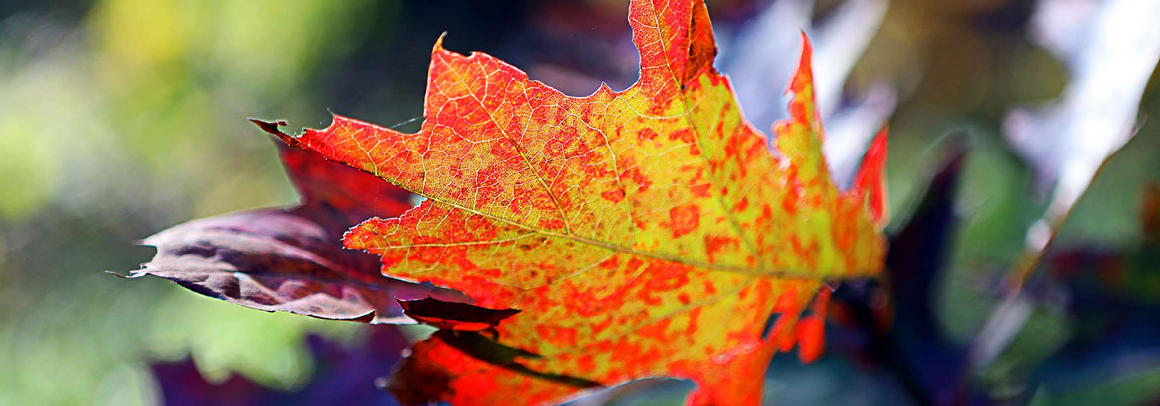 برگی از پائیز