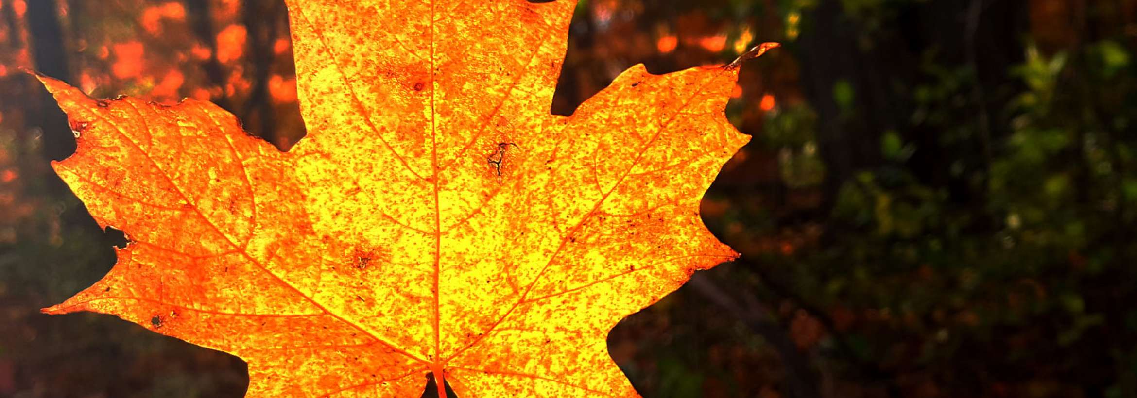 سقوط برگ زرد در آفتاب