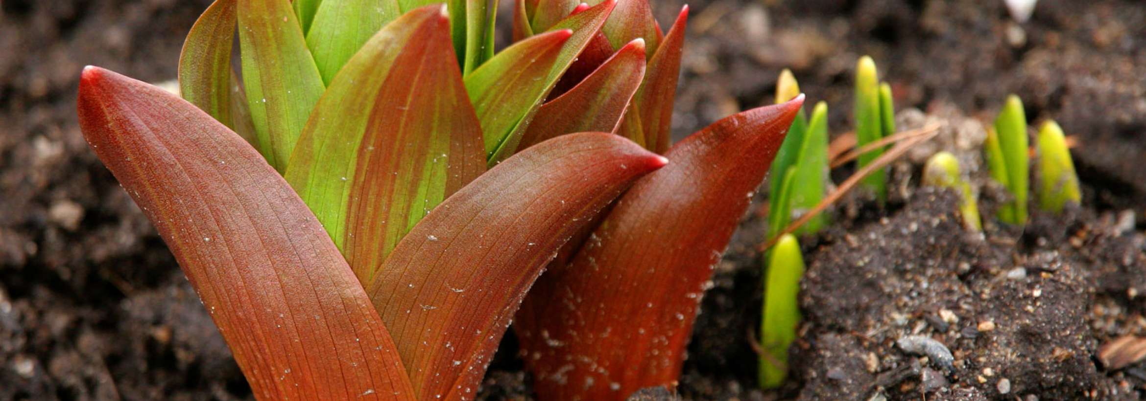 رستن از خاک