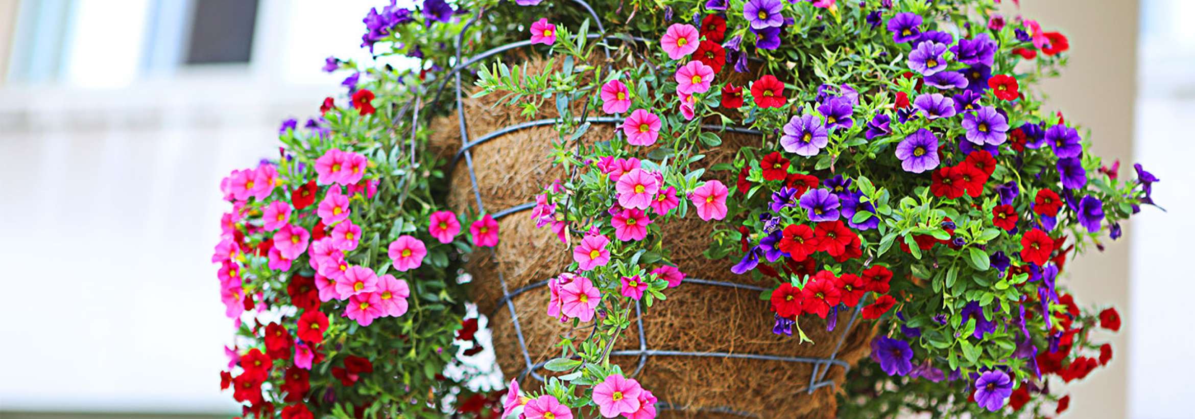 گلدان آویخته