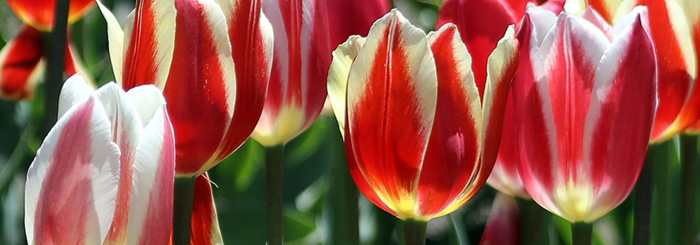 روز کانادا ۲۰۲۲ مبارک