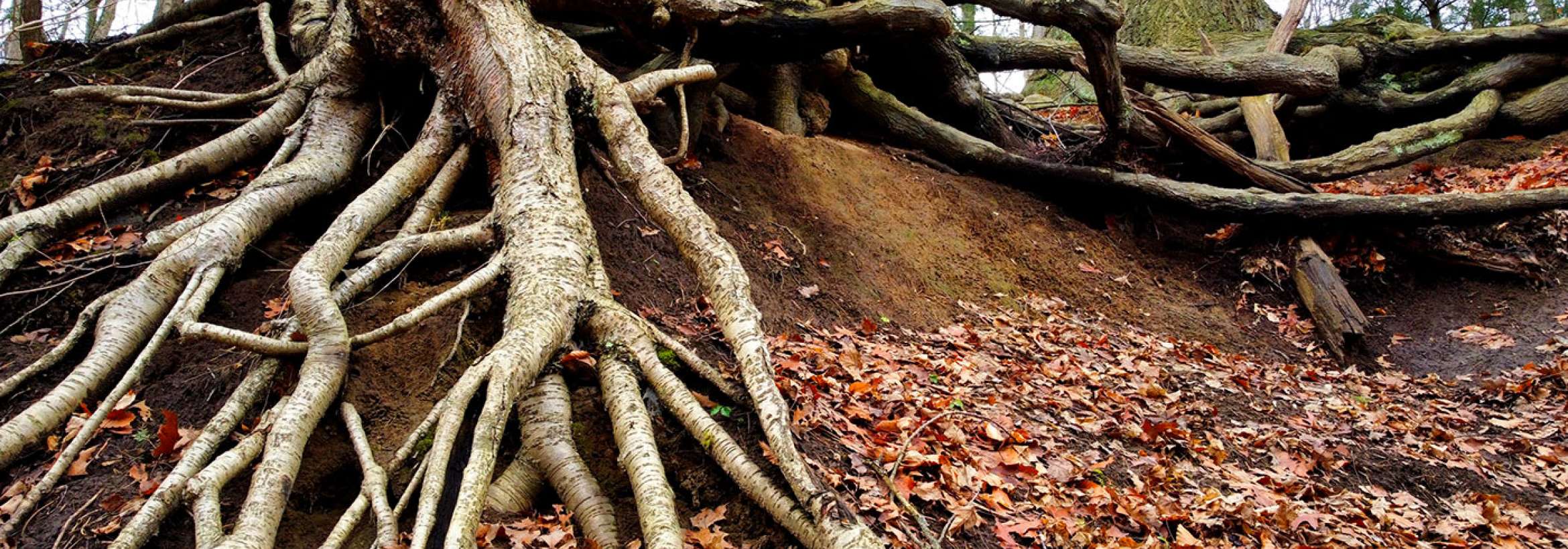 ریشه‌های نگاه‌دار