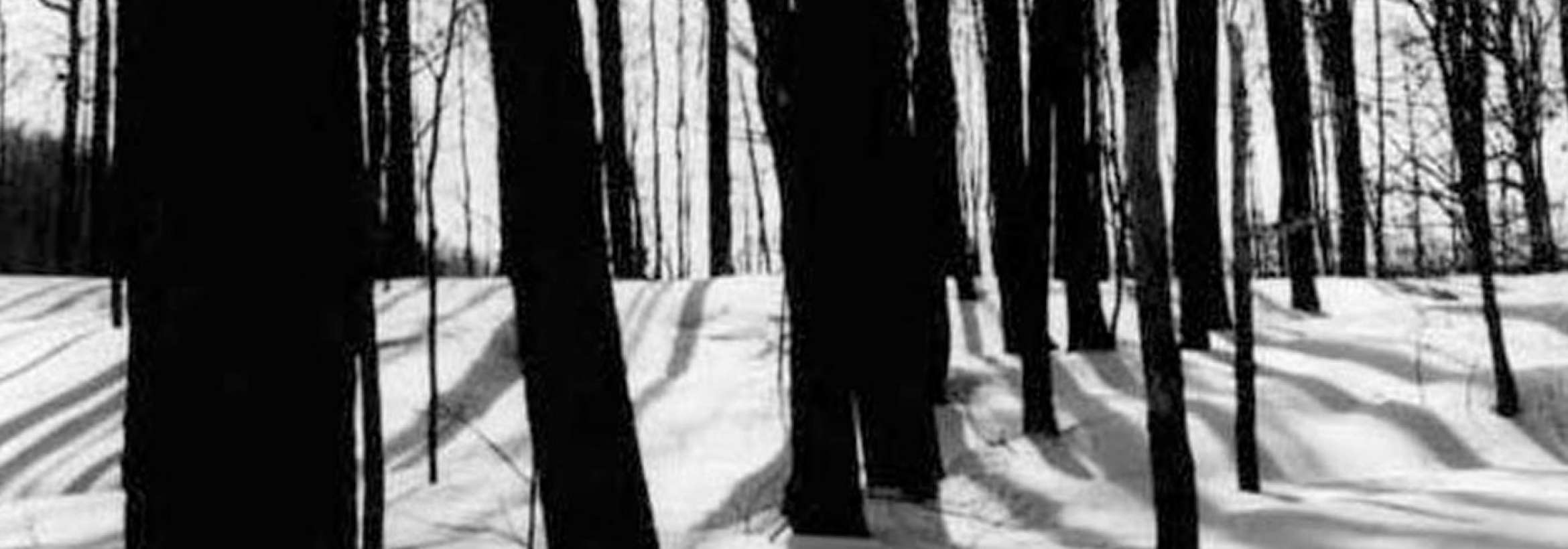 جنگل، برف، آفتاب، سایه