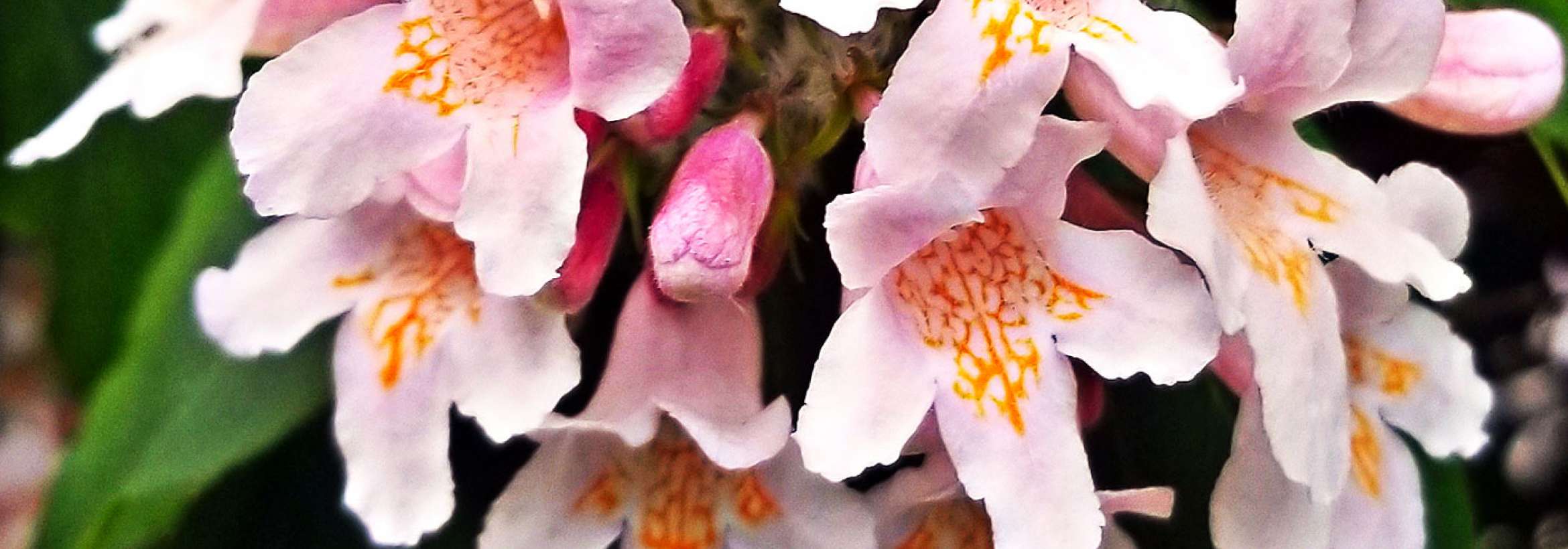 صورتی‌های کمرنگ