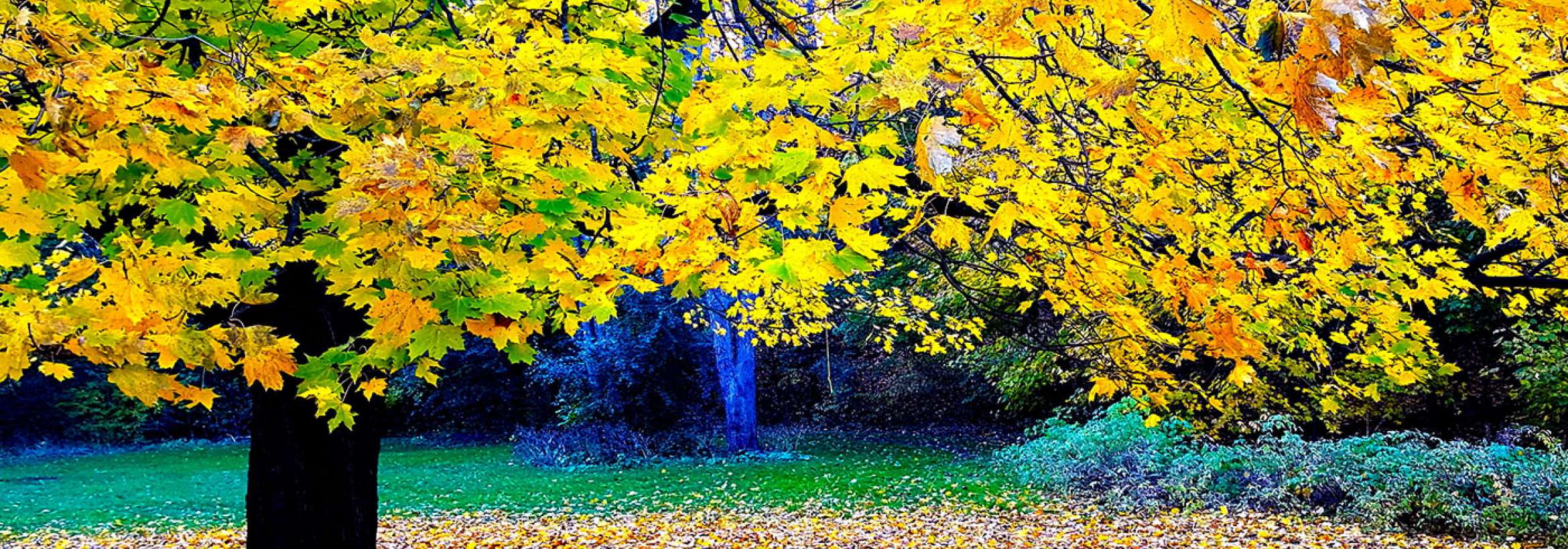 بسیار برگ ریزان