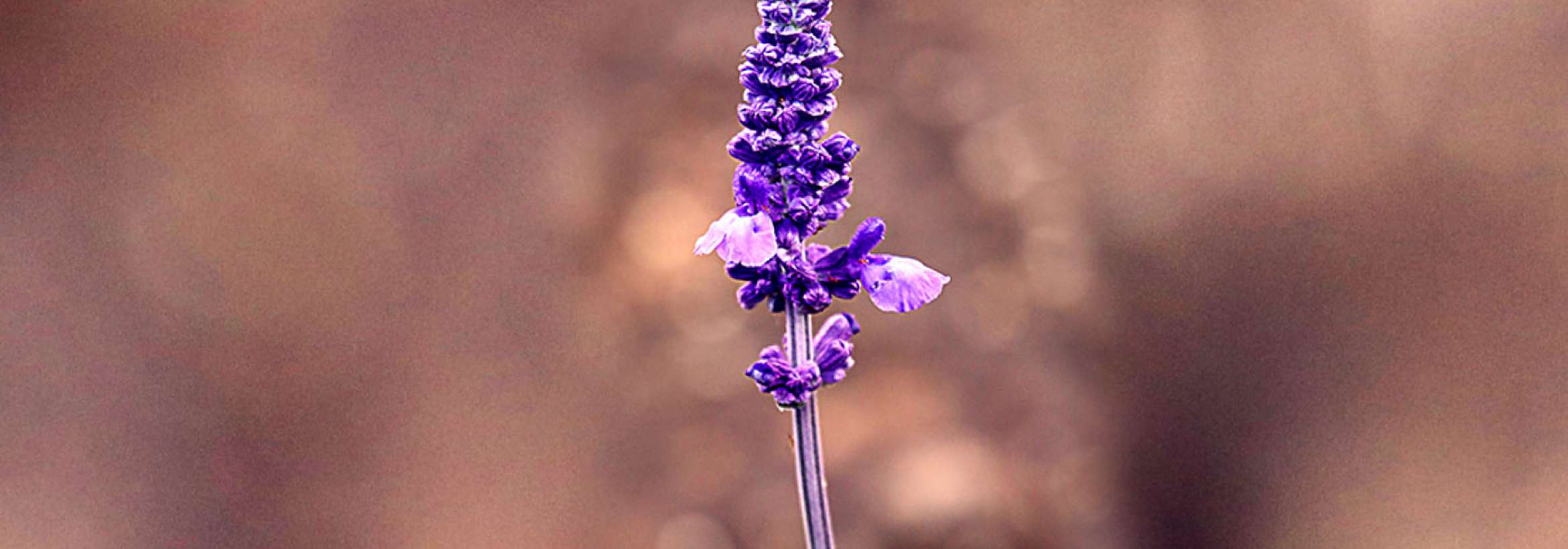 ماسکاری بنفش