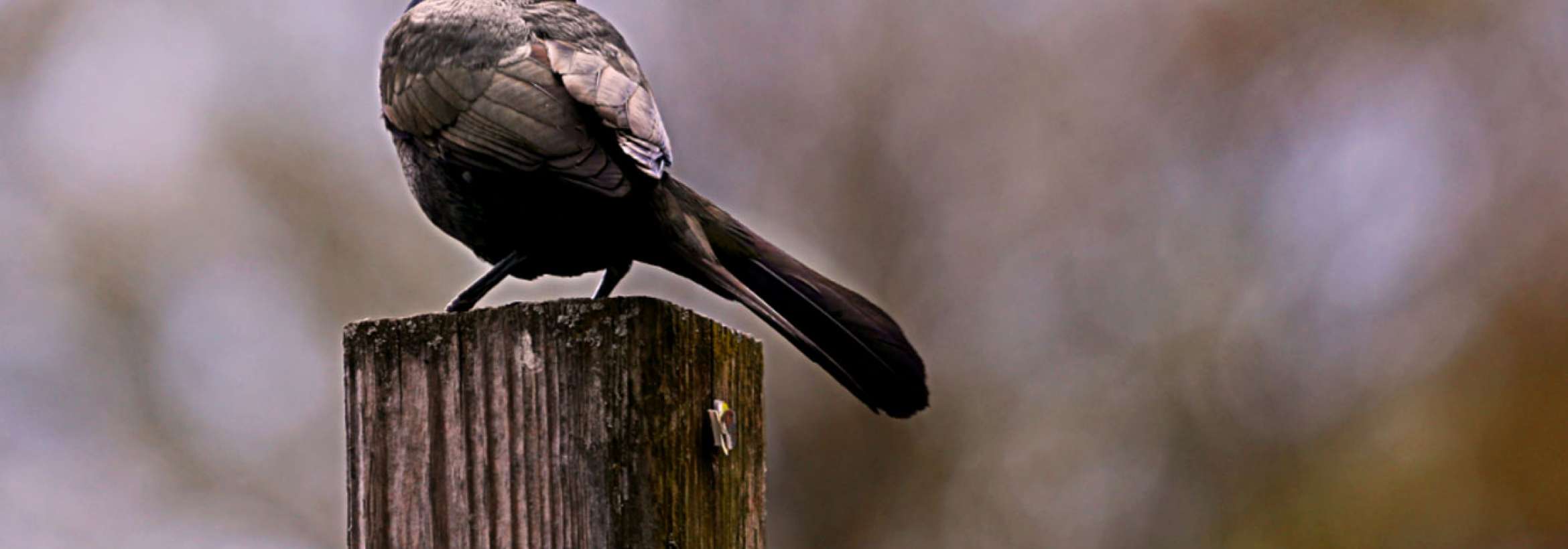 زاغک چشم نارنجی