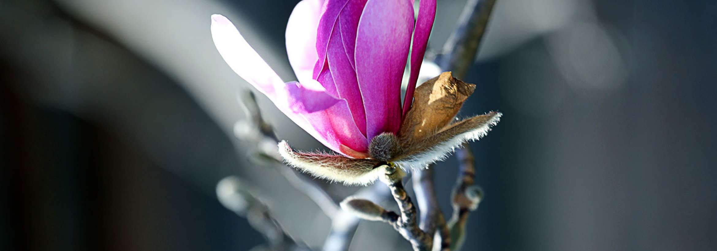 جام گل صورتی در خاکستری