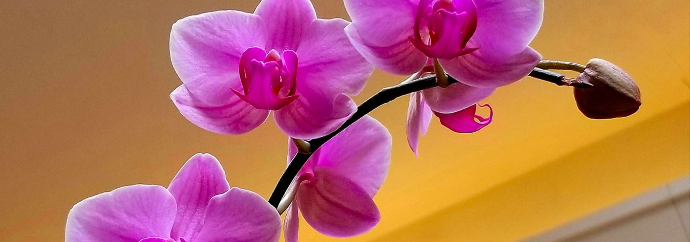 ارکیده صورتی