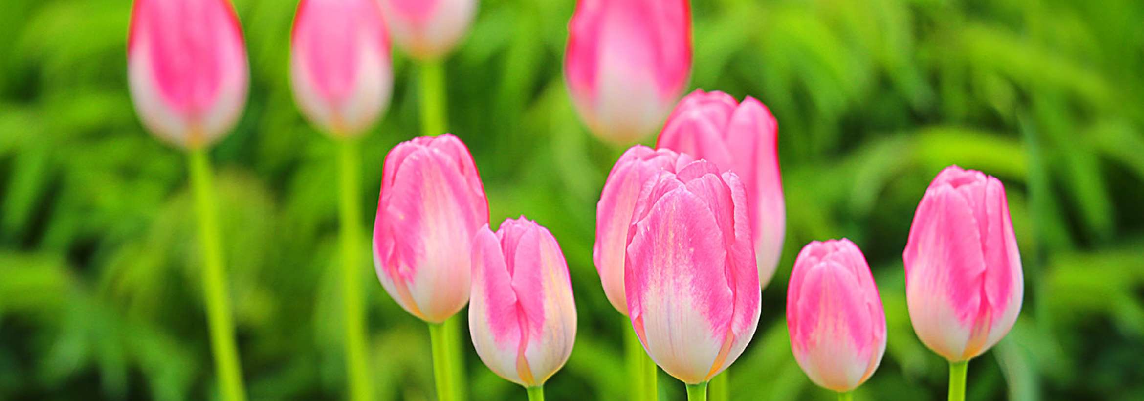 آرامتر از صورتی