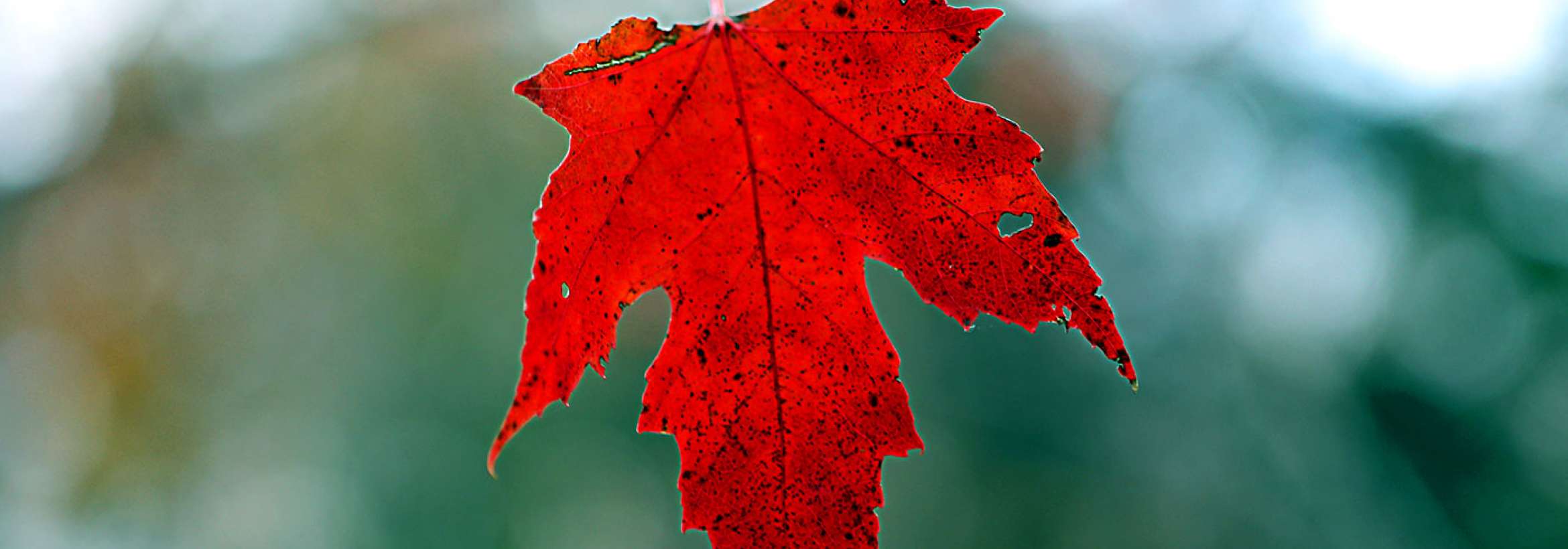 سقوط سرخ‌برگ