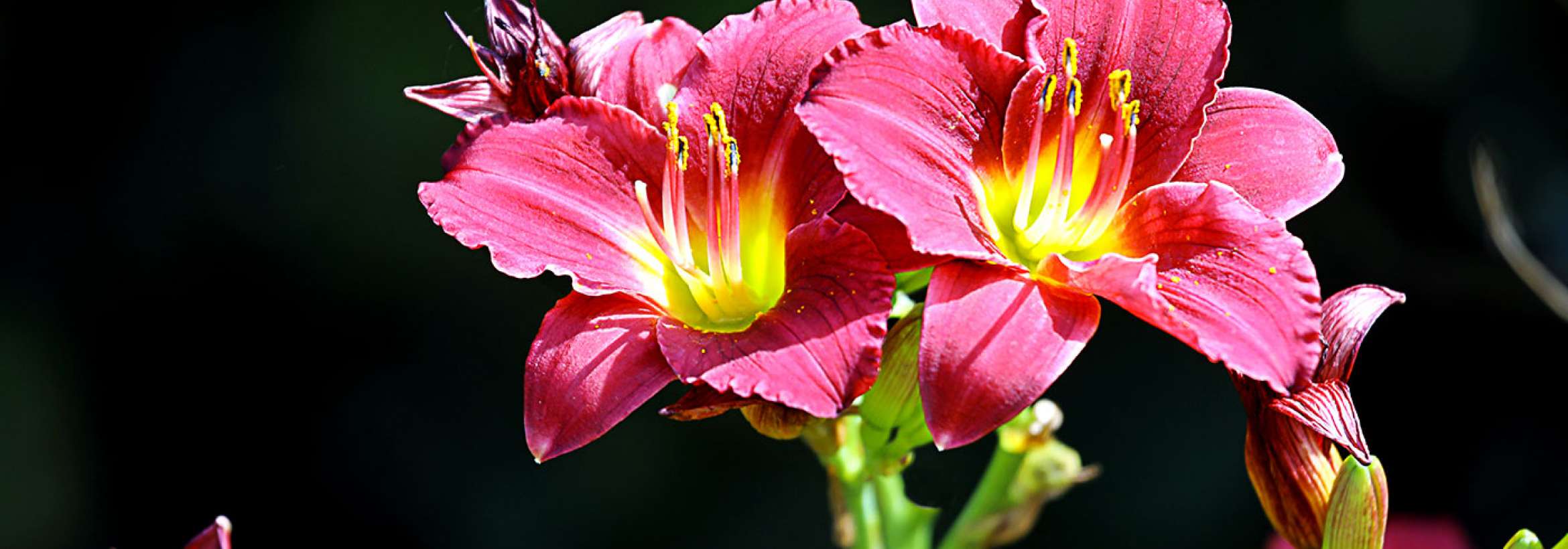 شاخه گل پُر رنگ