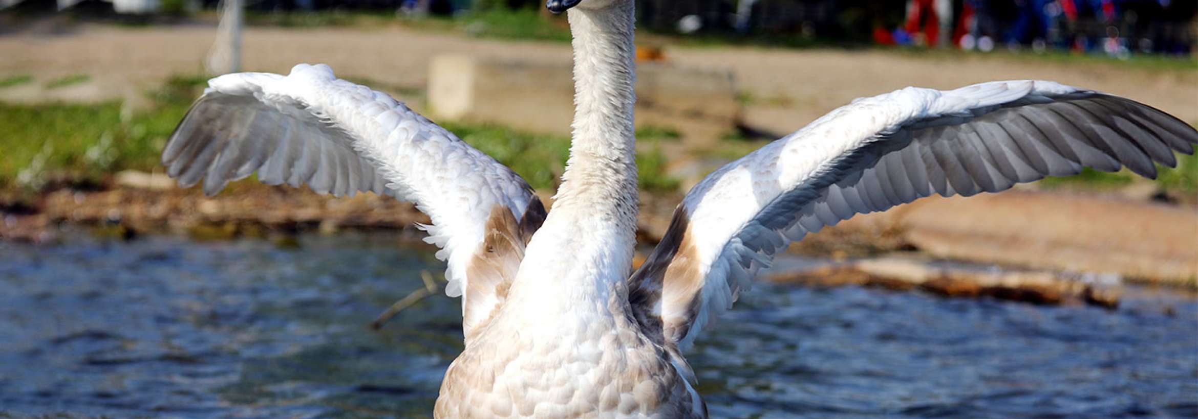 بال گشوده، پا در آب
