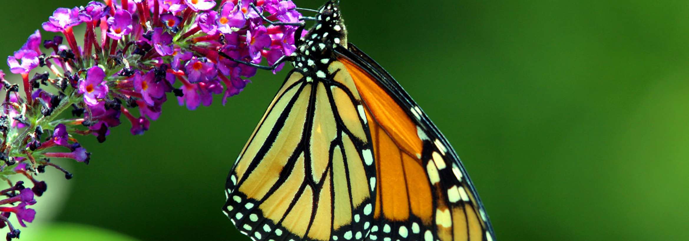 بهار، گل، پروانه