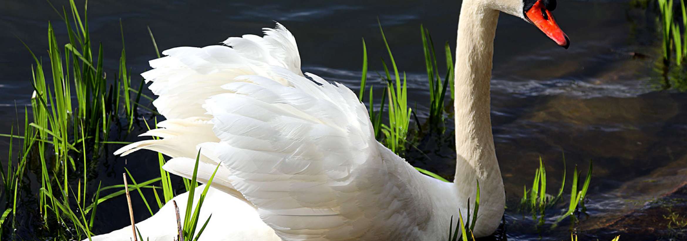 خرامیدن بر آب