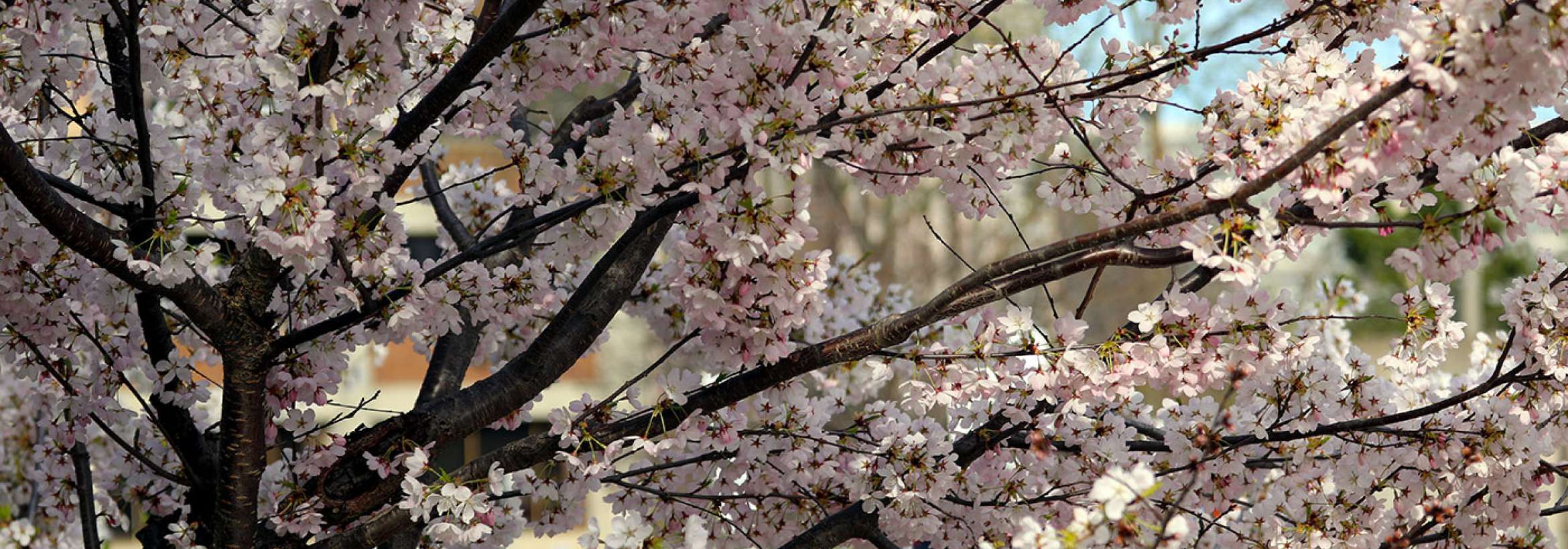 شکوفه‌های های پارک تورنتو