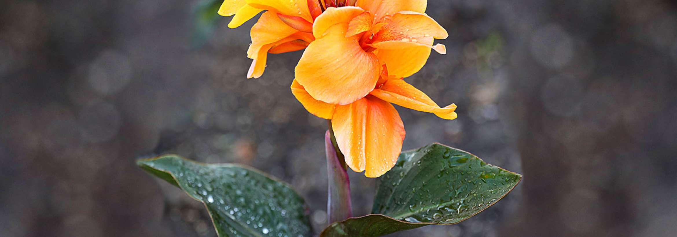 گل شبه شیپوری