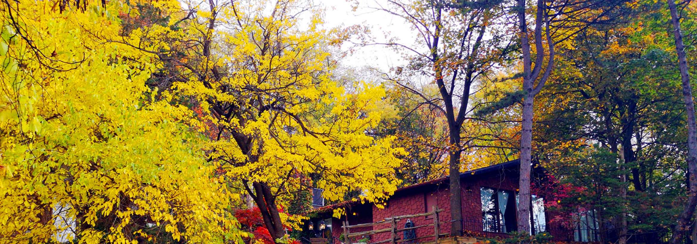 زرد درخت کنار کلبه