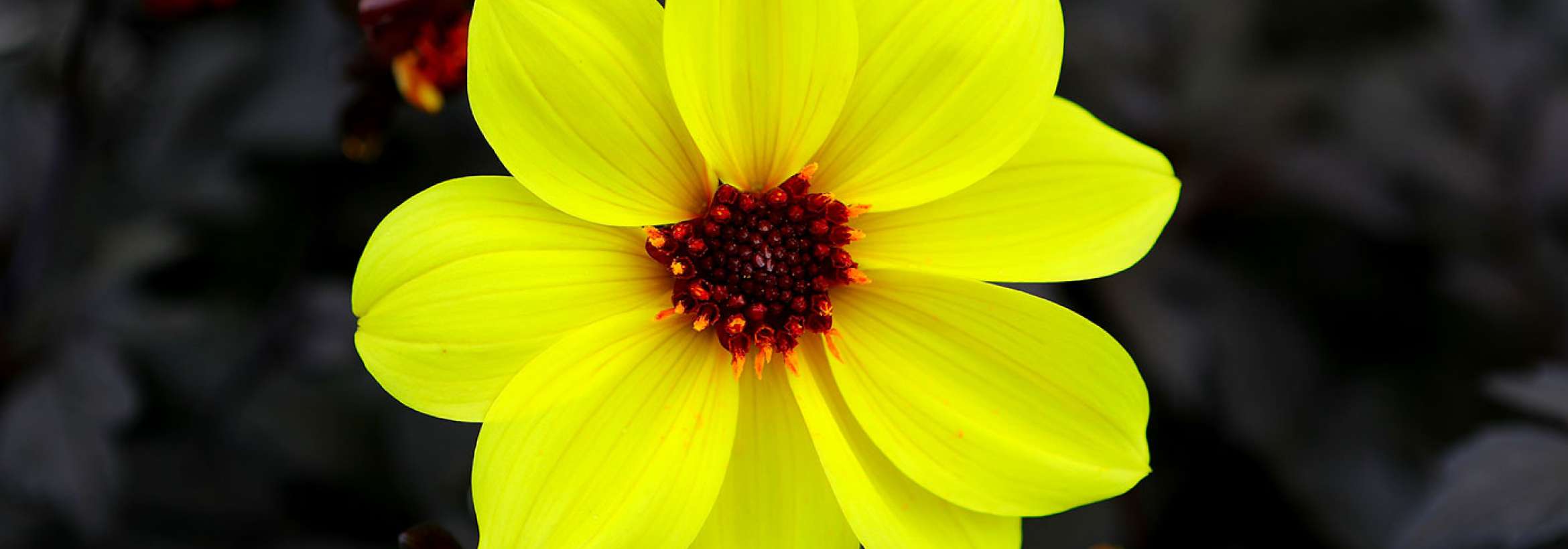 گلبرگ‌های زرد قناری