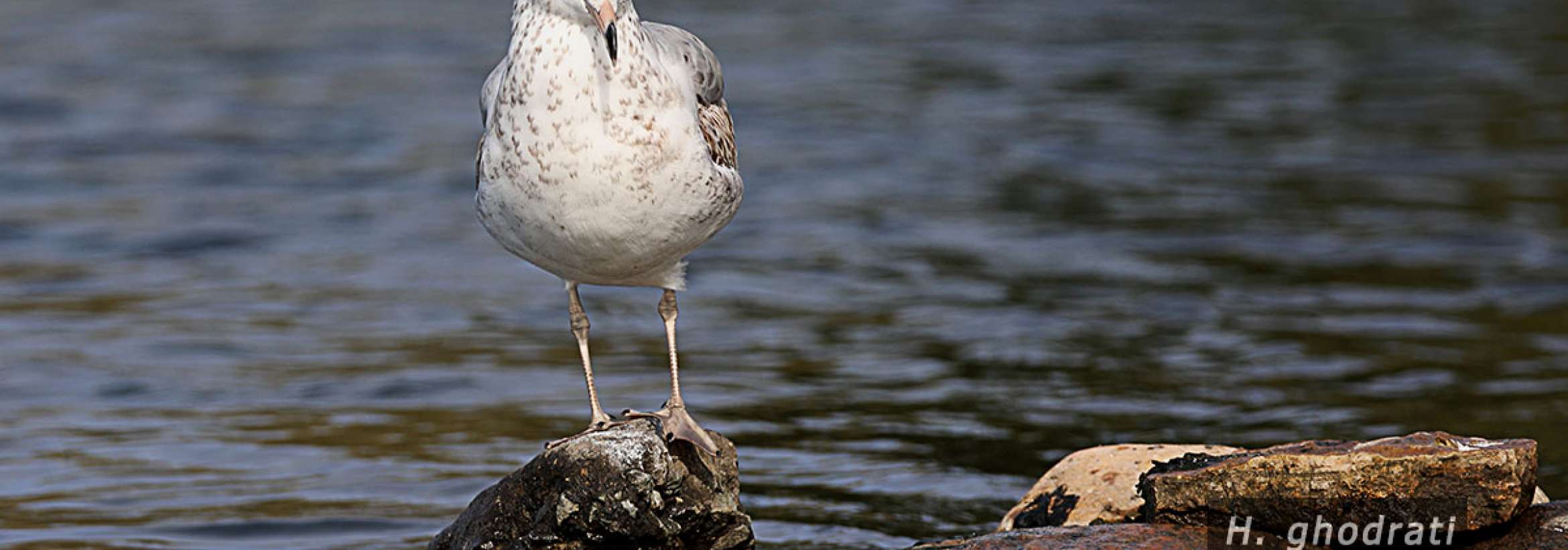 چشم انتظار صید