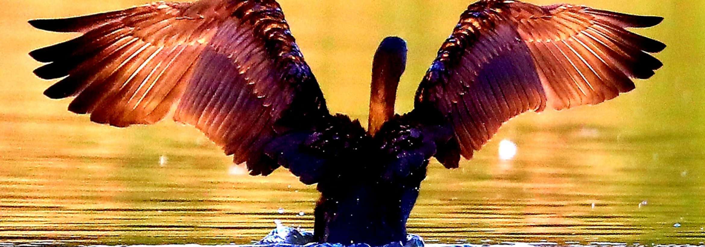 photo-ghodrati-taking-off