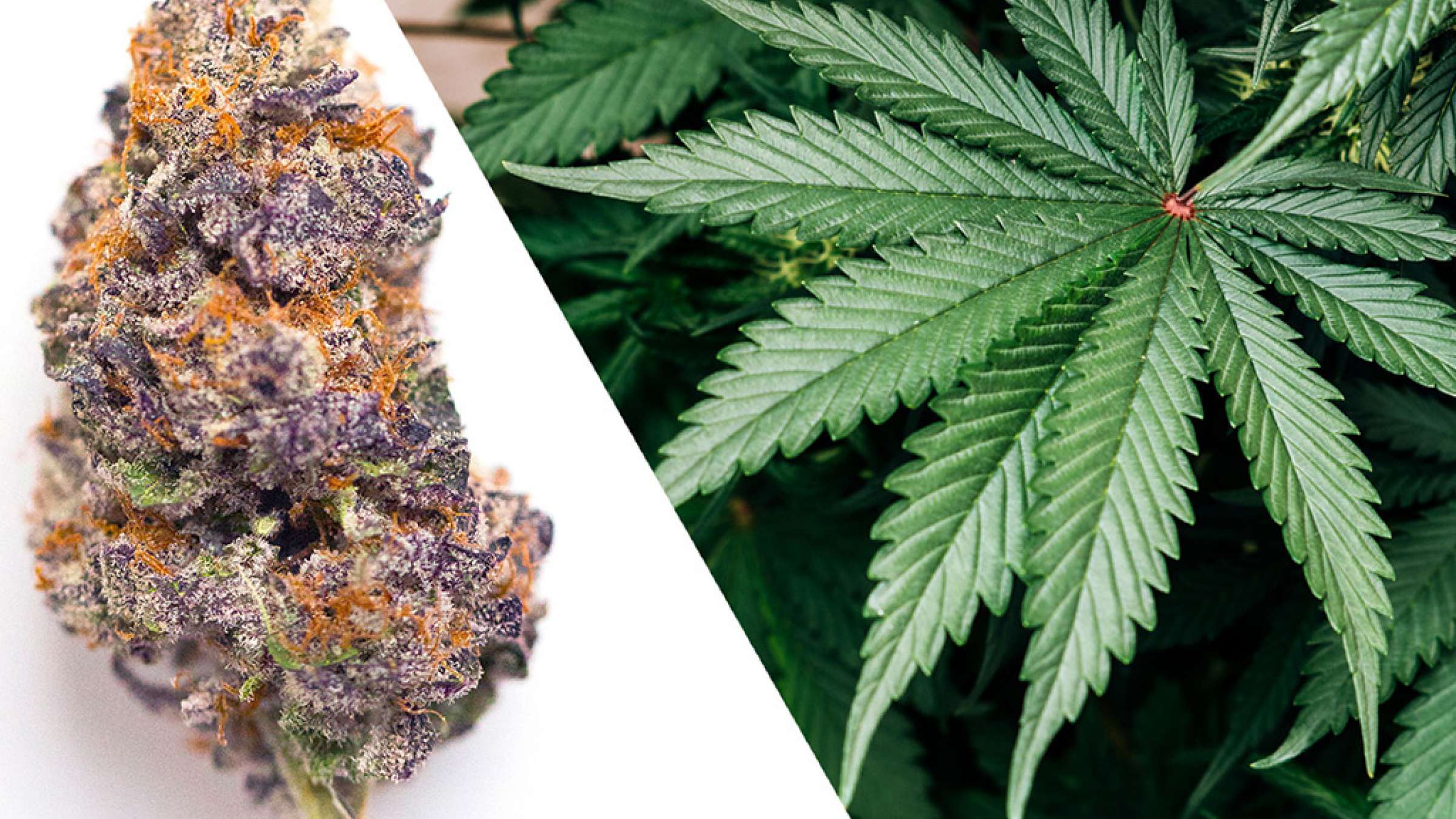 اخبار-تورنتو-ضرر-42-میلیون-دلاری-انتاریو-در-فروش-ماری‌جوآنا