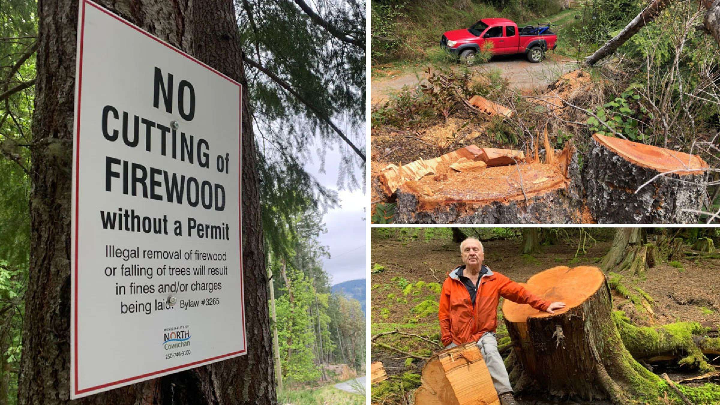 اخبار-محیط-زیست-آغاز-درخت-خواری-و-جنگل-دزدی-در-بریتیش-کلمبیا اخبار-محیط-زیست-آغاز-درخت-خواری-و-جنگل-دزدی-در-بریتیش-کلمبیا