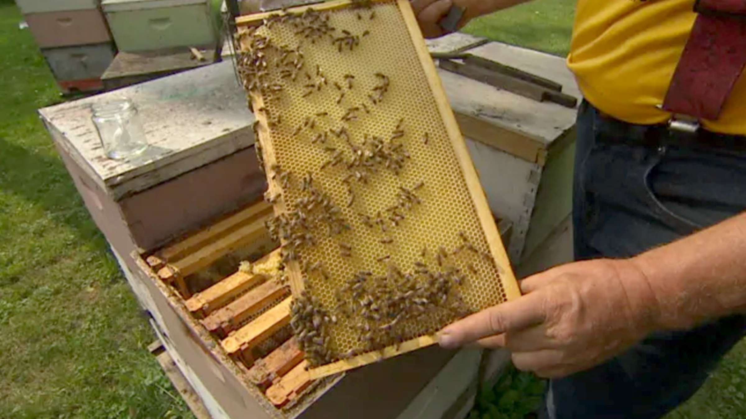 اخبار-کانادا-بازار-گرم-عسل-قلابی-بجای-عسل-خالص-در-کانادا