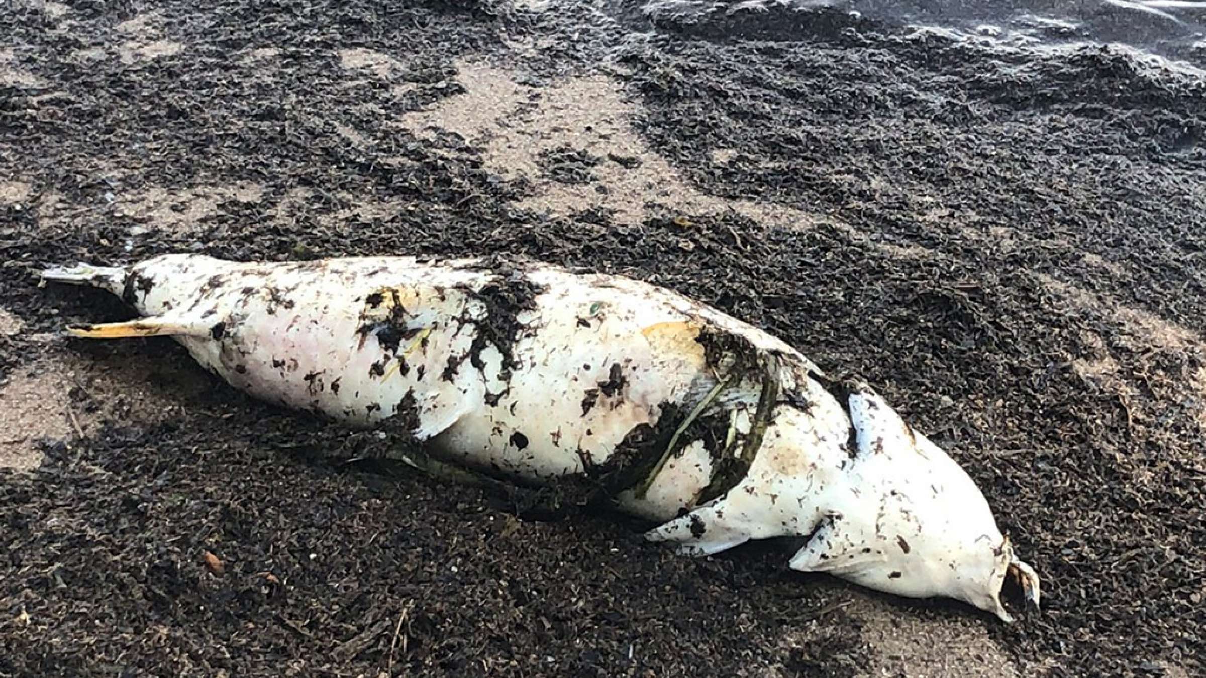 اخبار-کانادا-مرگ-مرموز-هزاران-ماهی-در-رودخانه-اتاوا