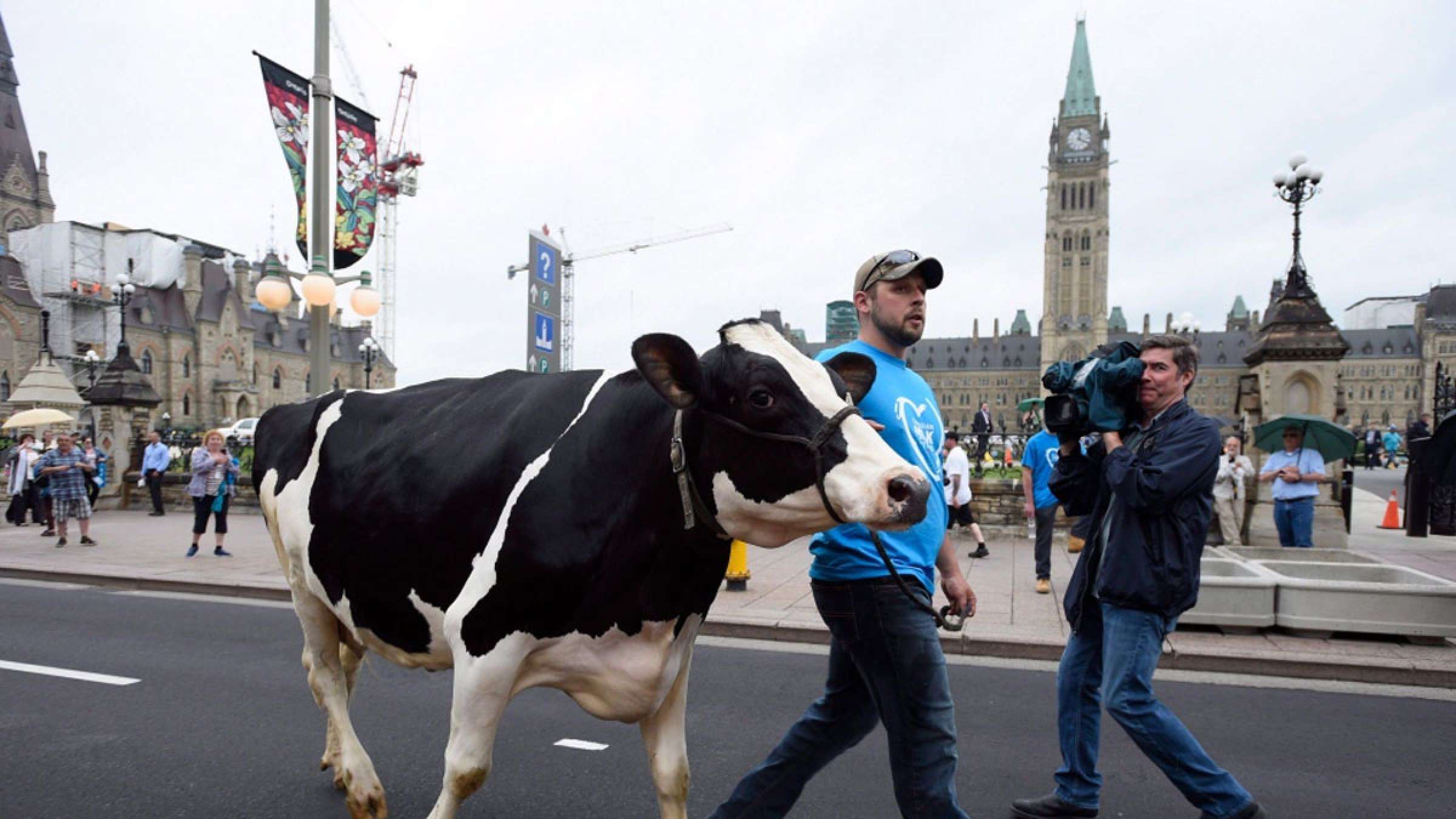 خبر-کانادا-آمریکا-کانادا-حکم-دادگاه-دعوا-محصولات-لبنی-شیر-پنیر-ماست-ادعای-پیروزی-کردند