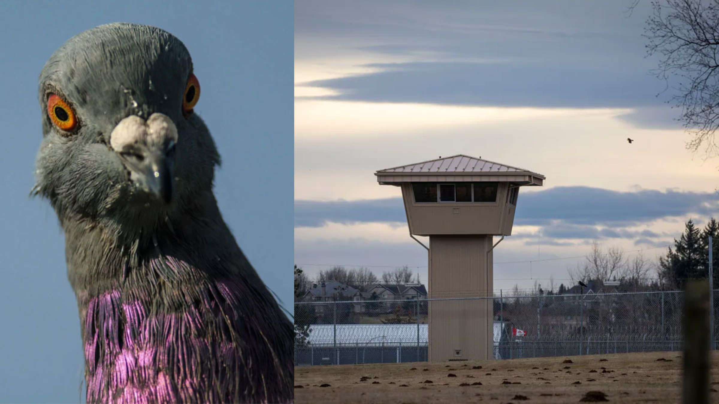 خبر-کانادا-این-شما-و-این-کبوتر-نامه‌بَر-ببخشید-موادبَر-به-زندان-ونکوور