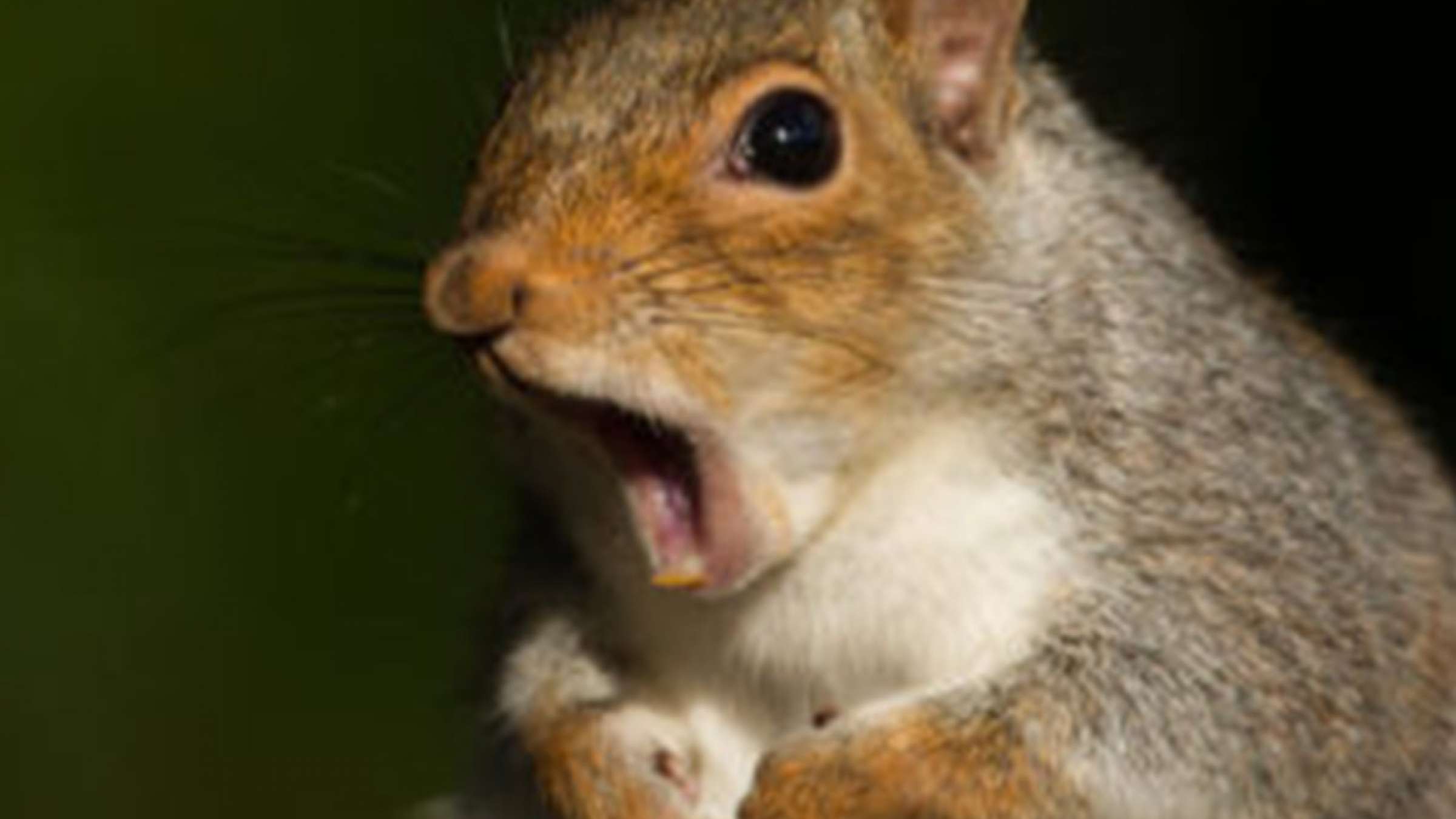 سنجابی-که-برق-یک-منطقه-را-قطع-کرد-ایرانیان-تورنتو-اخبار