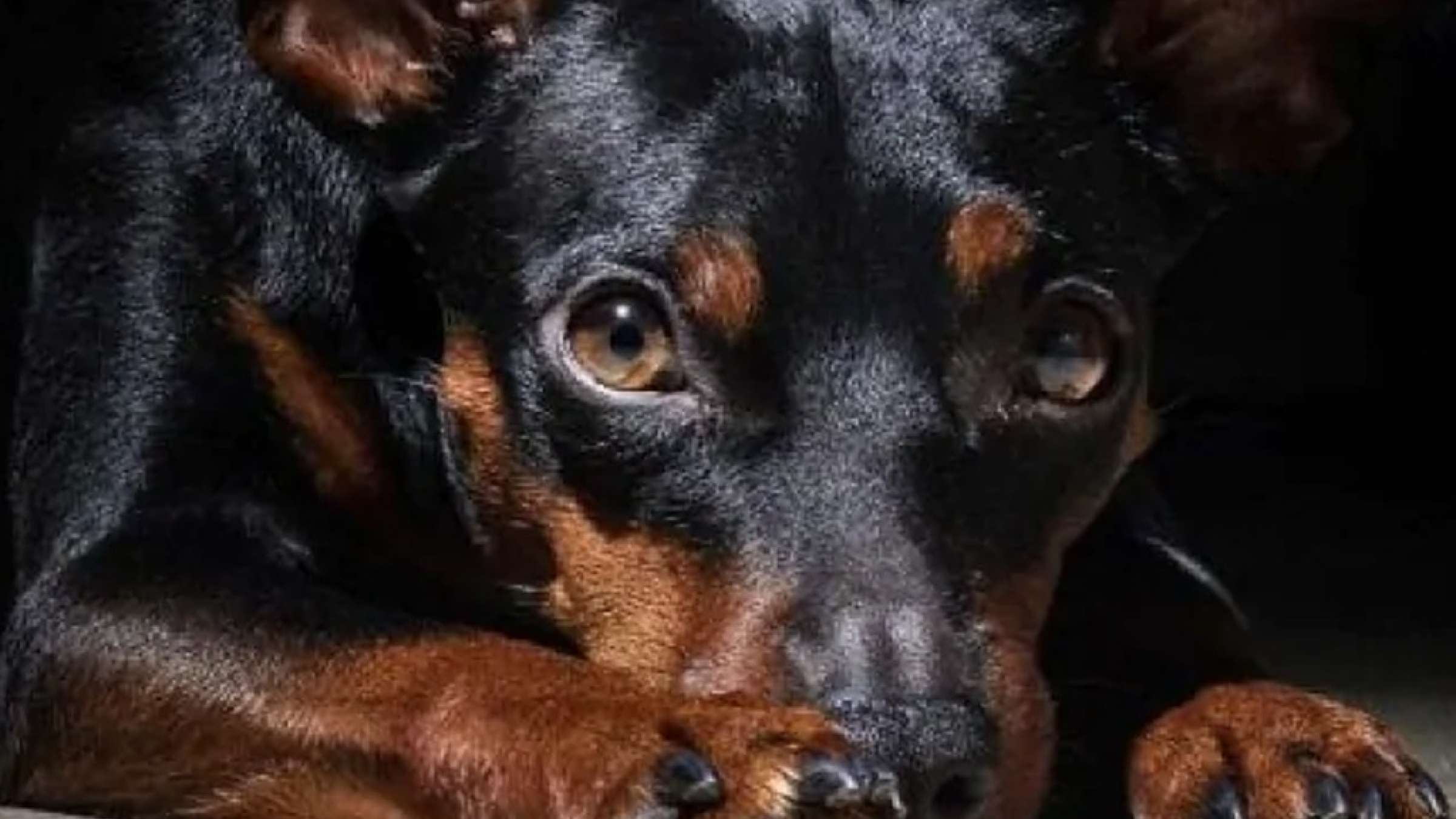 قانون-جدید-کانادا-برای-تحت-تعقیب-قرار-دادن-قساوت-نسبت-به-حیوانات-کانادا-اخبار