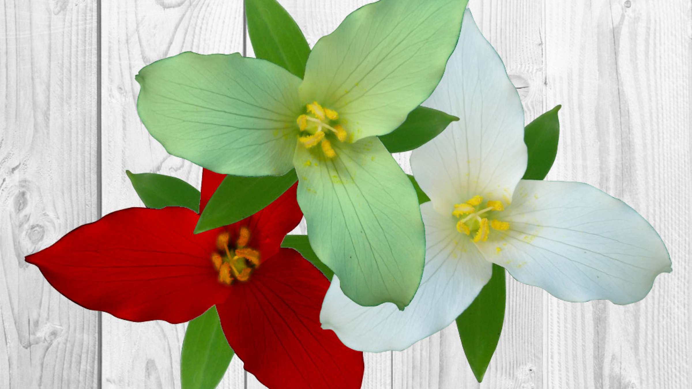 Iranian-Canadian-Nowruz-IranStar