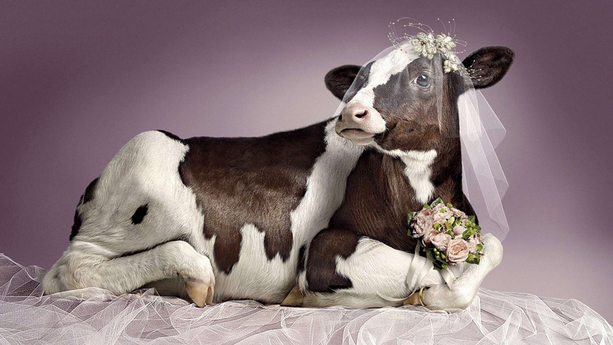 fozolkhan-favayed-gav-bodan