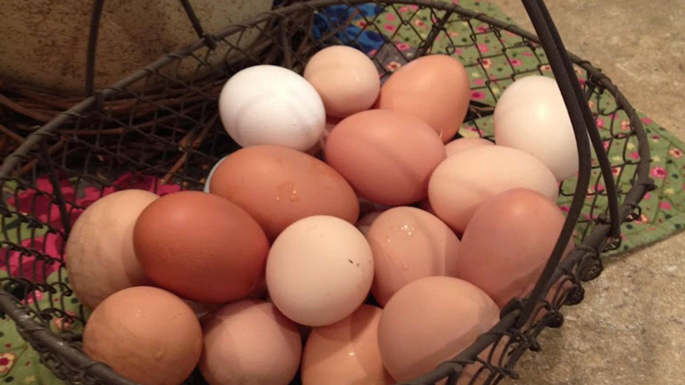 health-shostan-tokhmemorgh