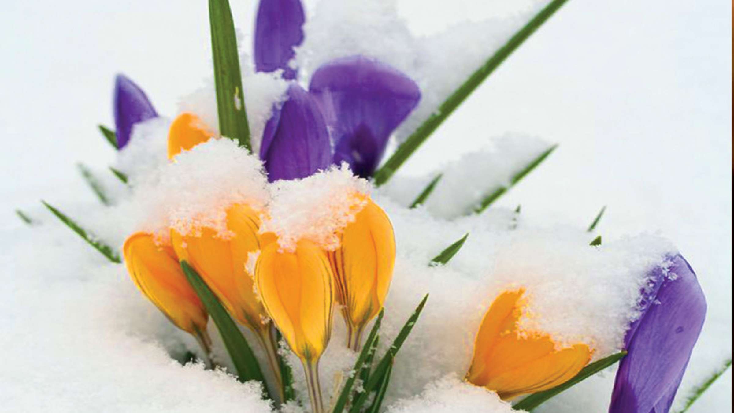 interview pedar madar nowruz